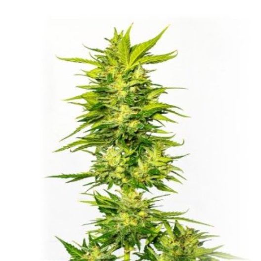Lemon OG Kush Seeds