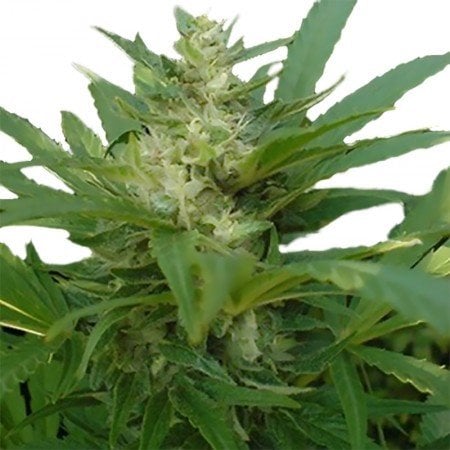 NYC Diesel Auto Seeds