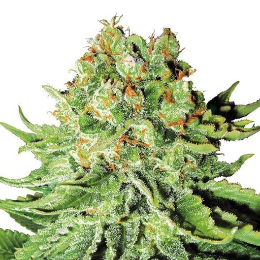 Orange Bud Auto Seeds