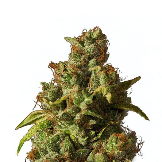 Pennywise Auto Seeds