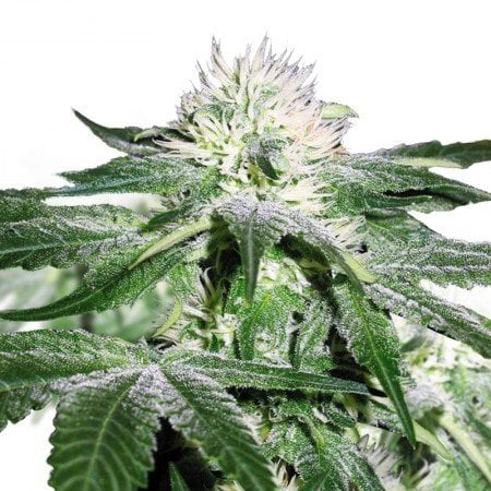 Pineapple Mayhem Auto Seeds