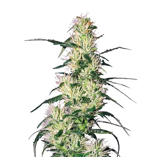 Pluto Kush Auto Seeds