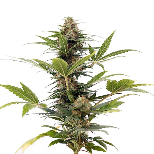 South Indian Indica Seeds