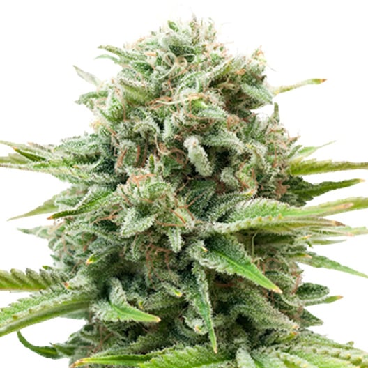 Sugar Mama Seeds