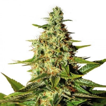 Tahoe OG Kush Auto Seeds