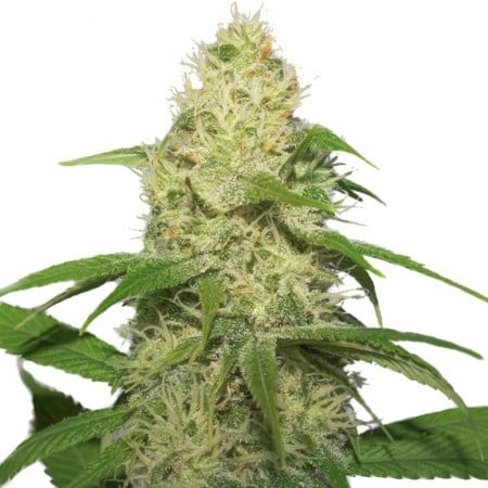 Training Day Seeds