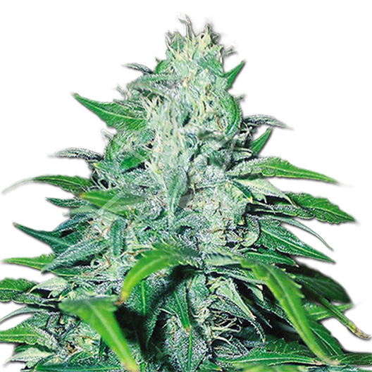 Turbo Mind Warp Auto Seeds