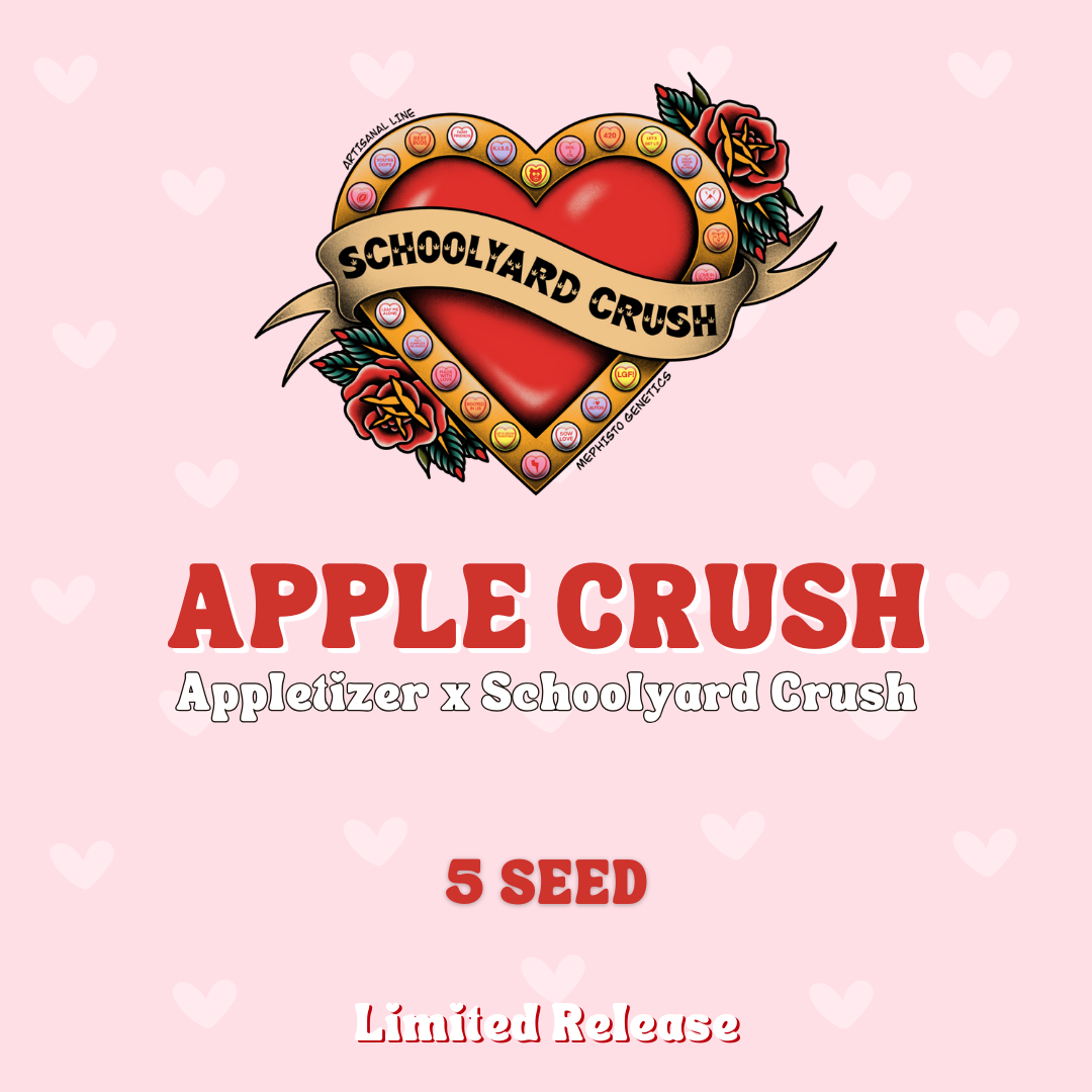 Apple Crush Auto Seeds