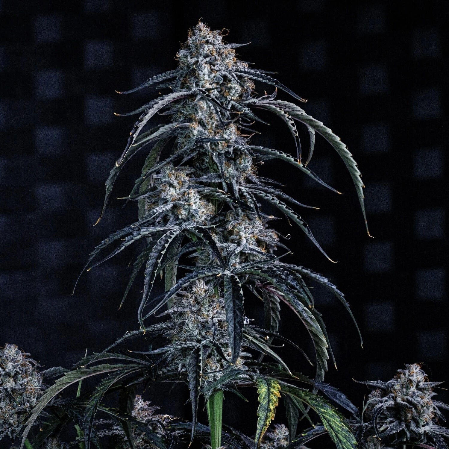 Beary Berry Punch Auto Seeds