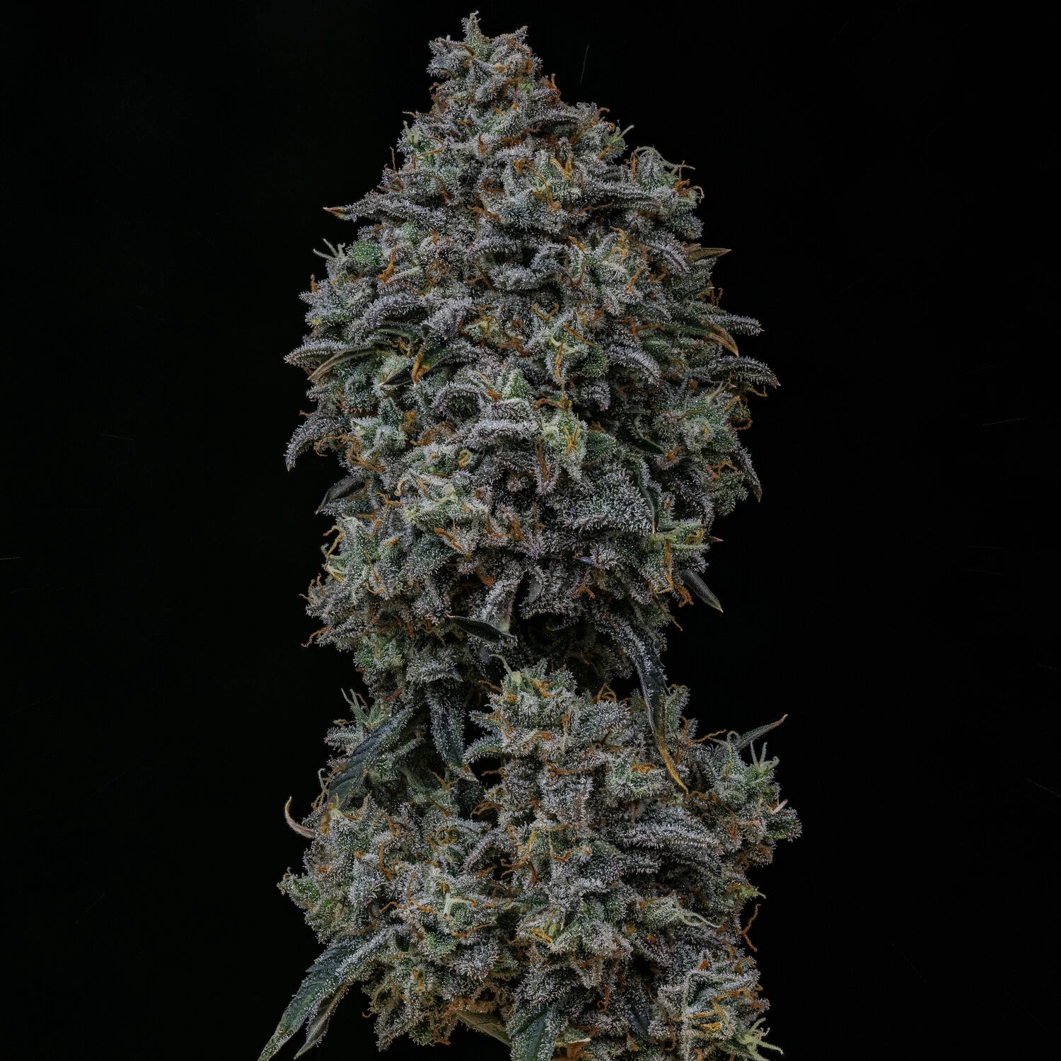 Gelauto N°33 Auto Seeds