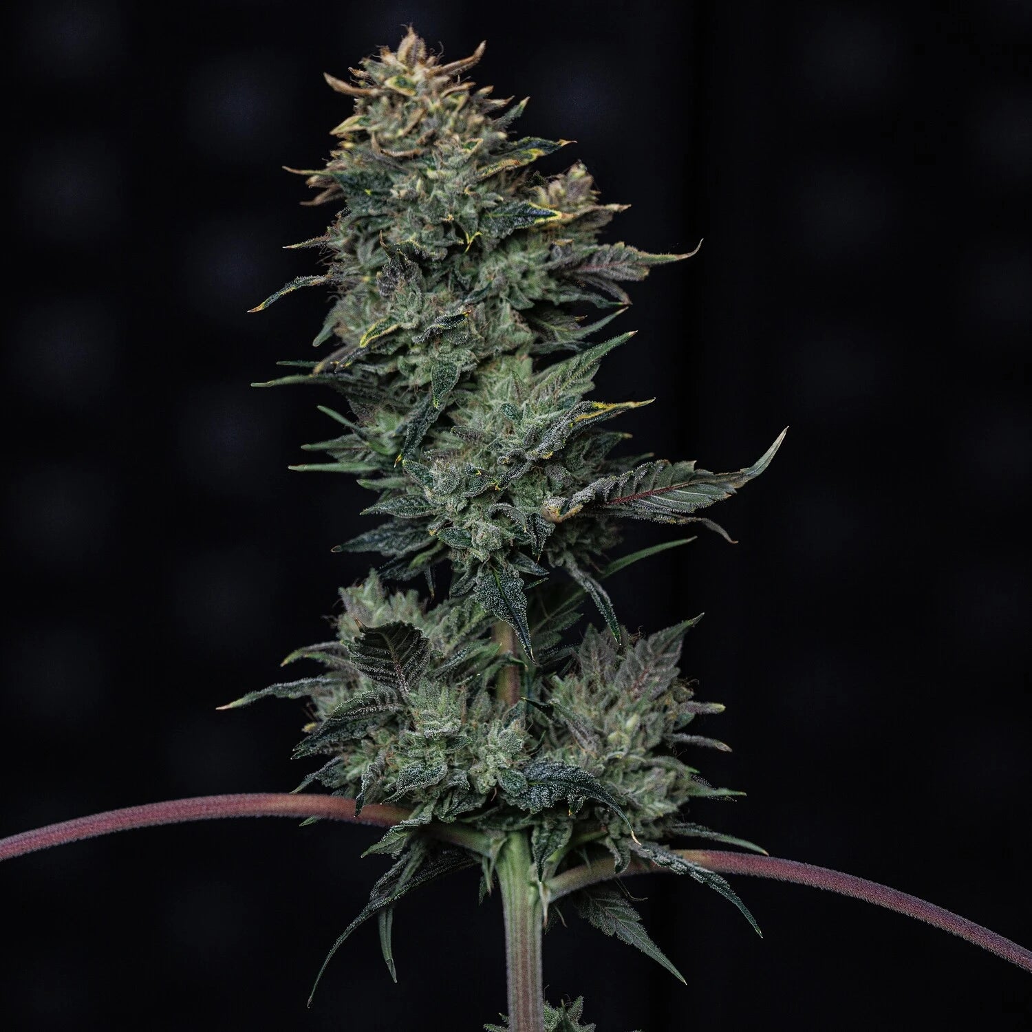 Kiwi Lime 1 Auto Seeds