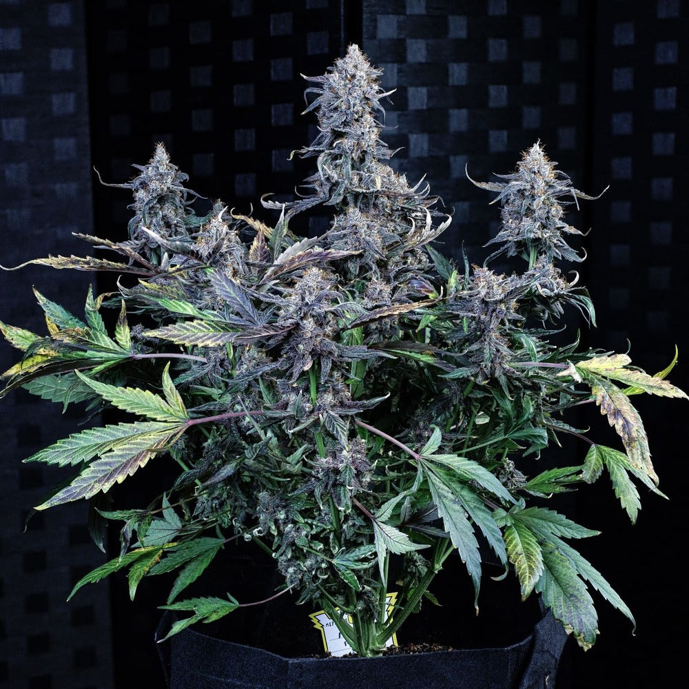 Mango Runtz Auto Seeds