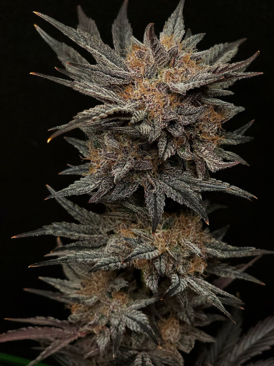 Mephisto's Grape Crush Auto Seeds