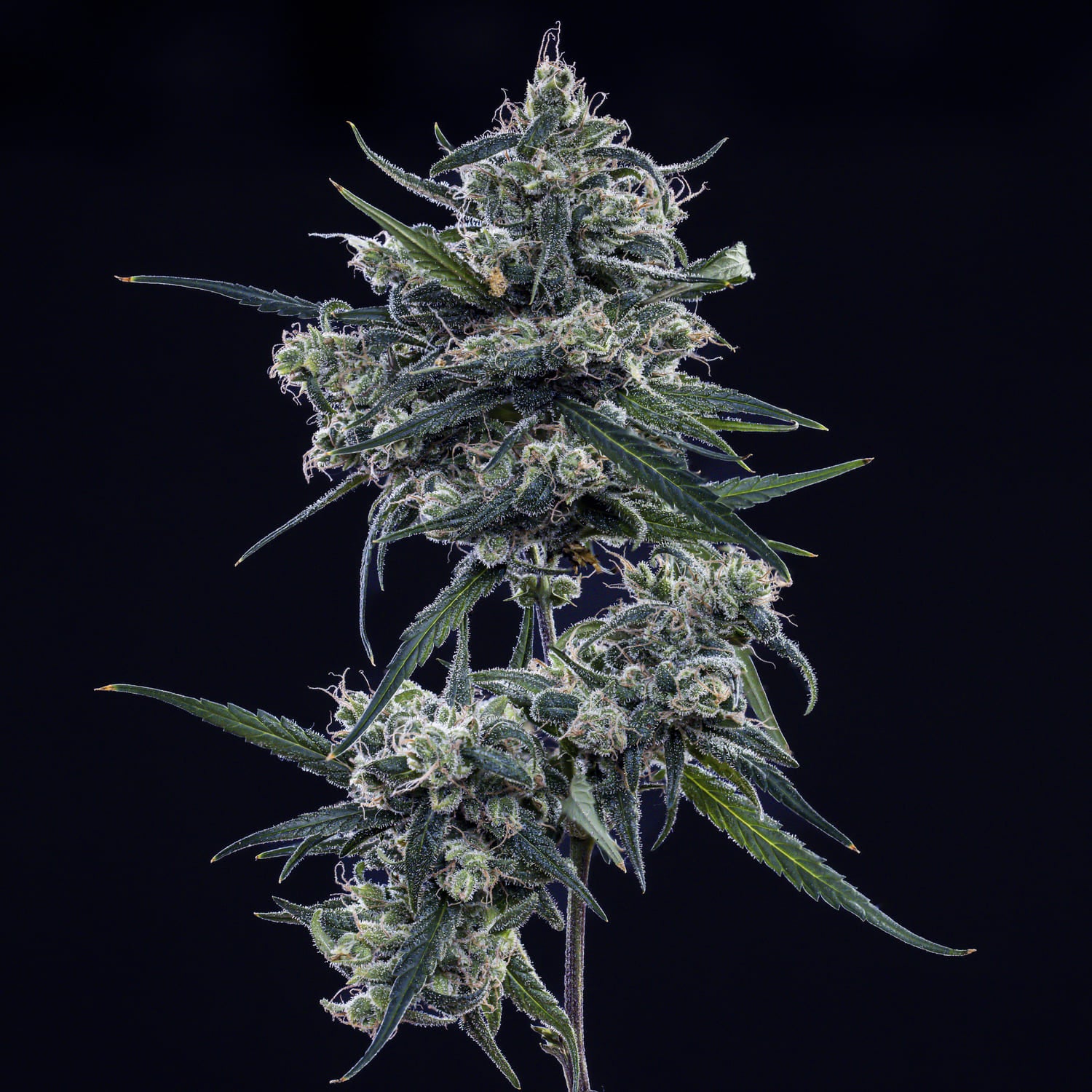 Old School Blues Auto Seeds
