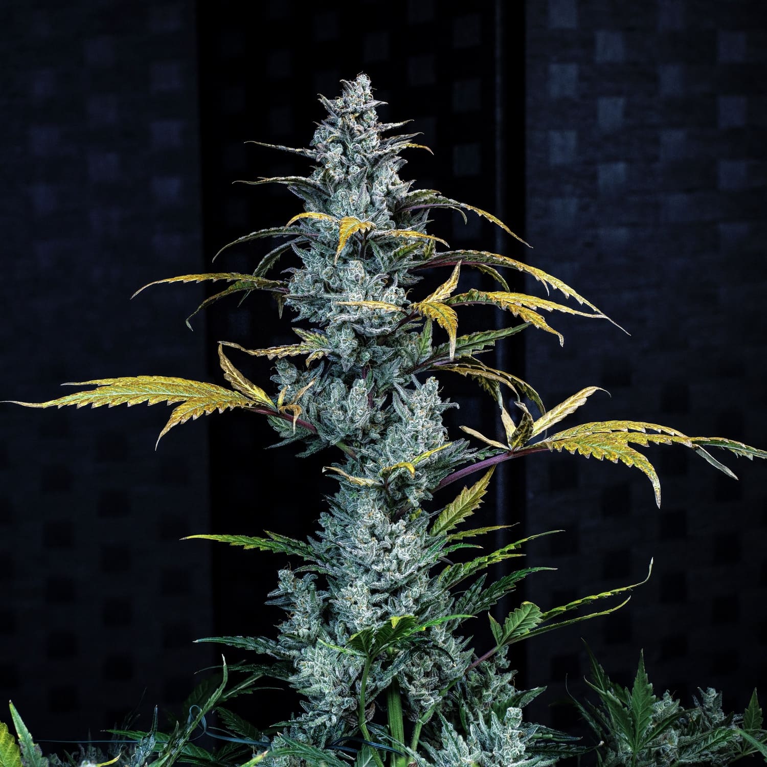 Schoolyard Crush Auto Seeds