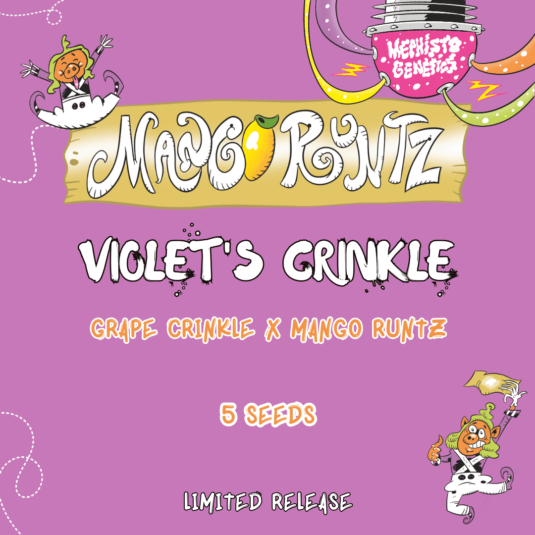 Violet's Crinkle Auto Seeds