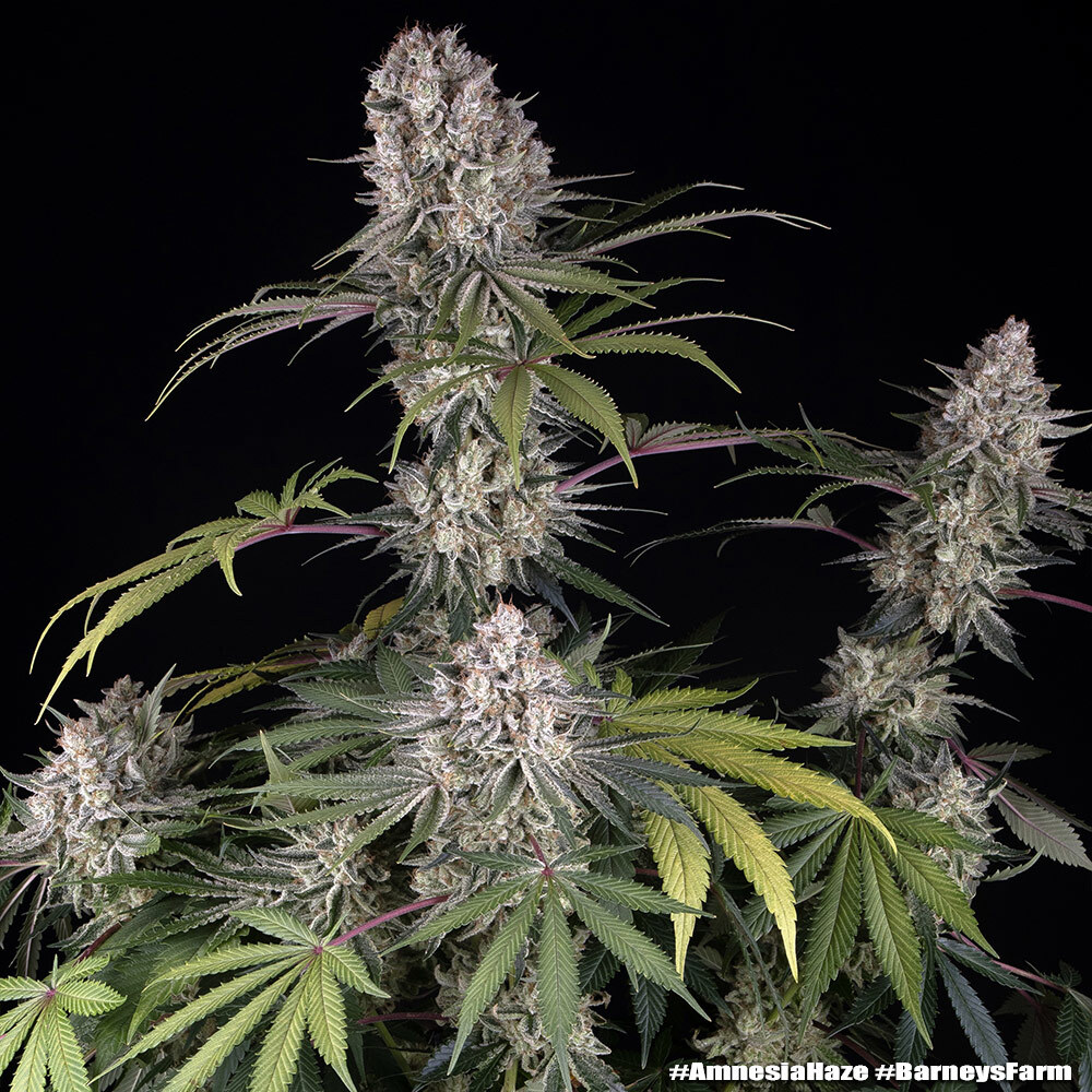 Amnesia Haze Seeds