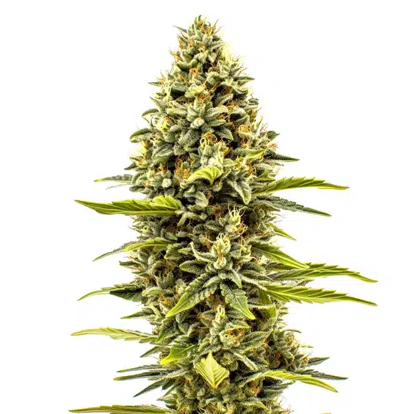 Cheese Seeds