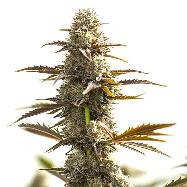 Gelato Seeds