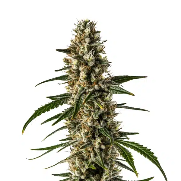 Girl Scout Cookies Seeds