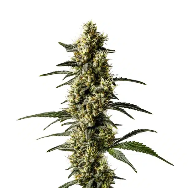 Jack Herer Seeds