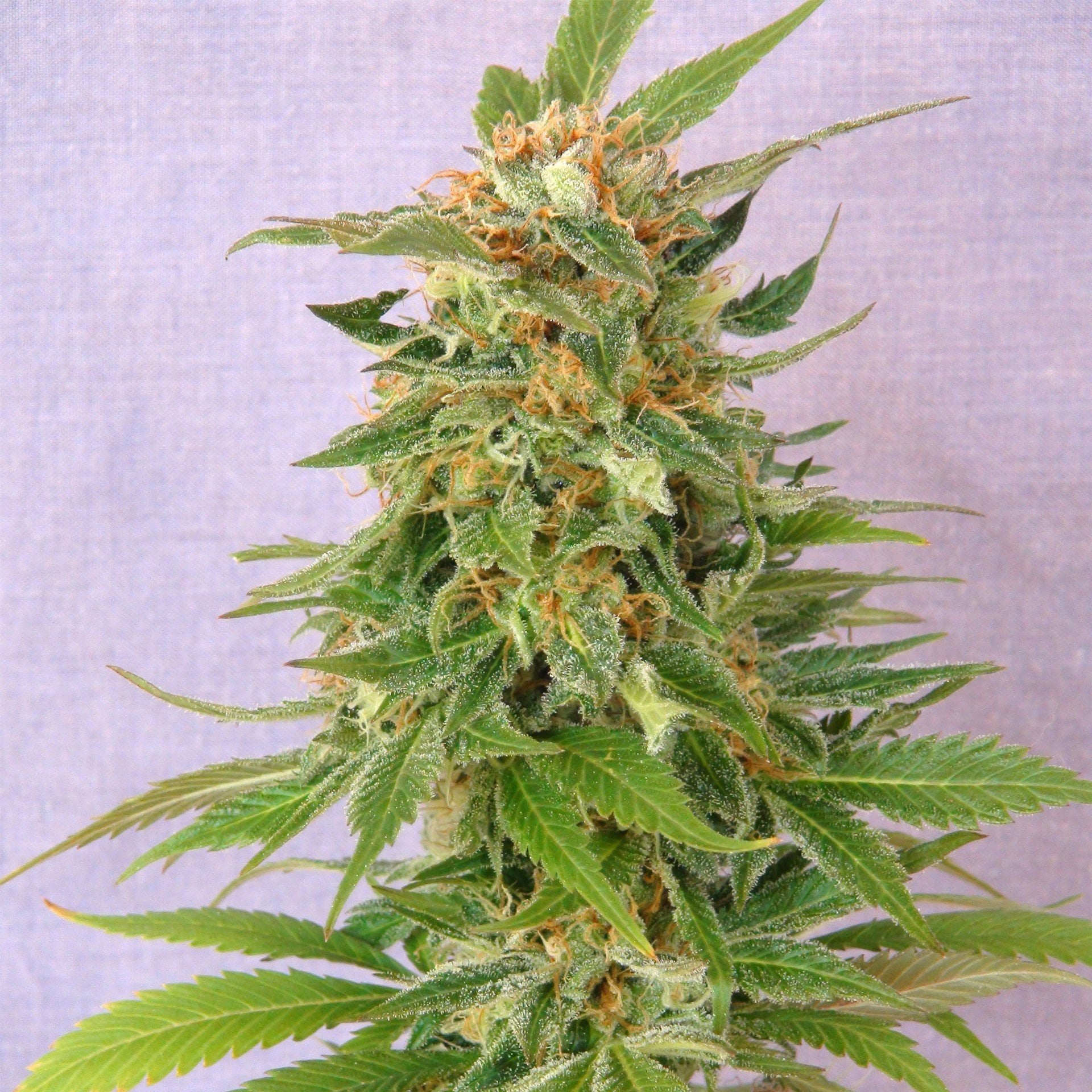 Purple Punch Seeds