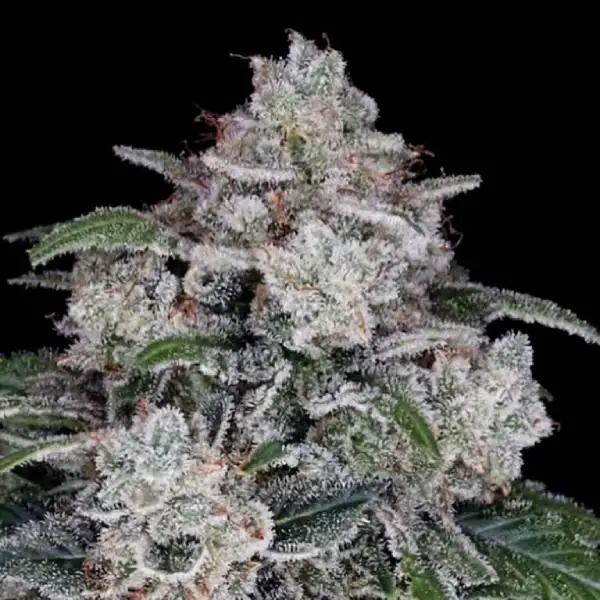 Return of the MAC Auto Seeds