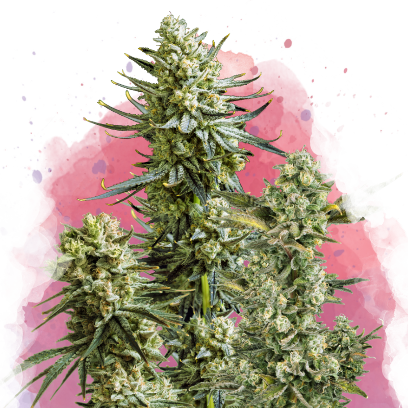 Skywalker OG Seeds