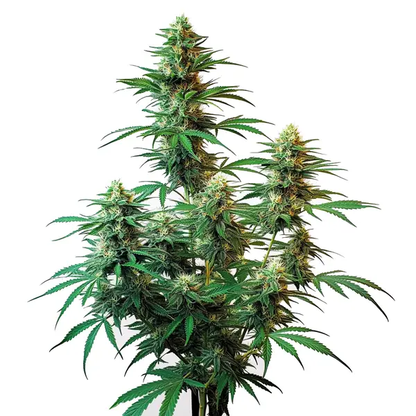 Sour Diesel Seeds