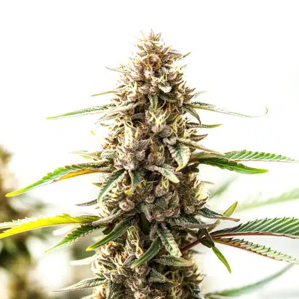 Tangie Seeds
