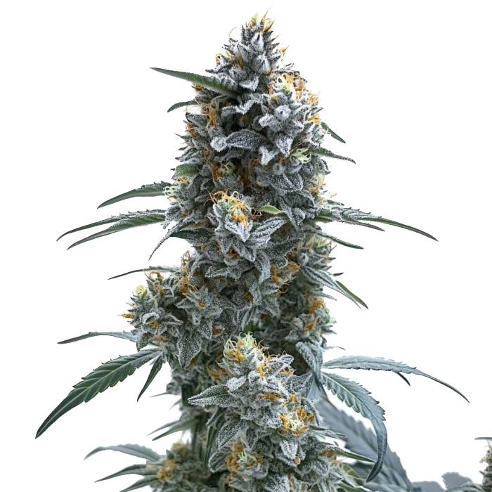 Trainwreck Seeds