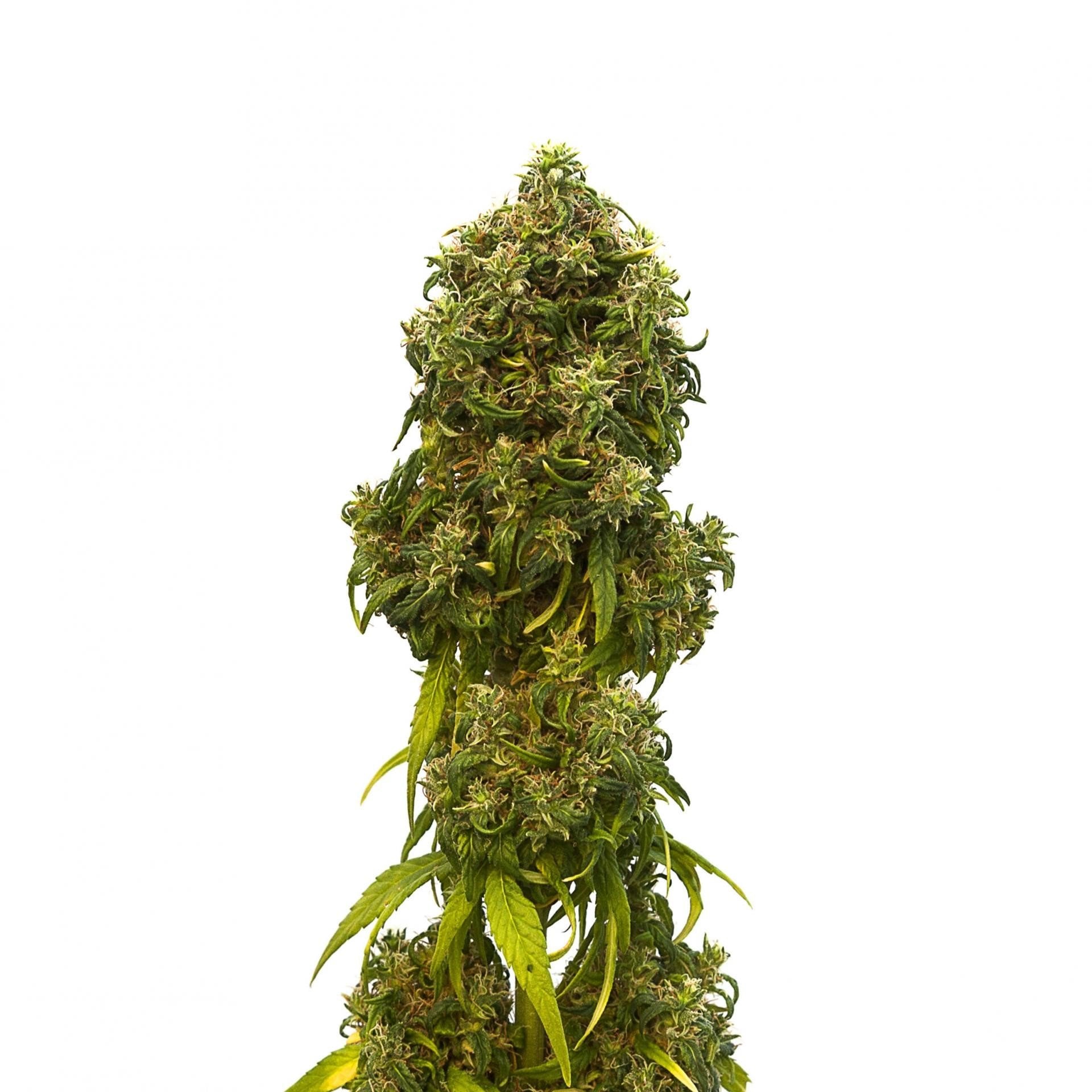 Zkittlez Seeds