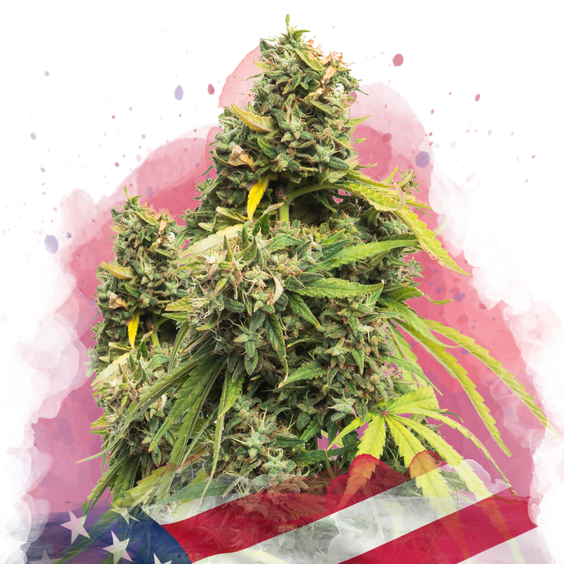 5 Alive Feminized Seeds