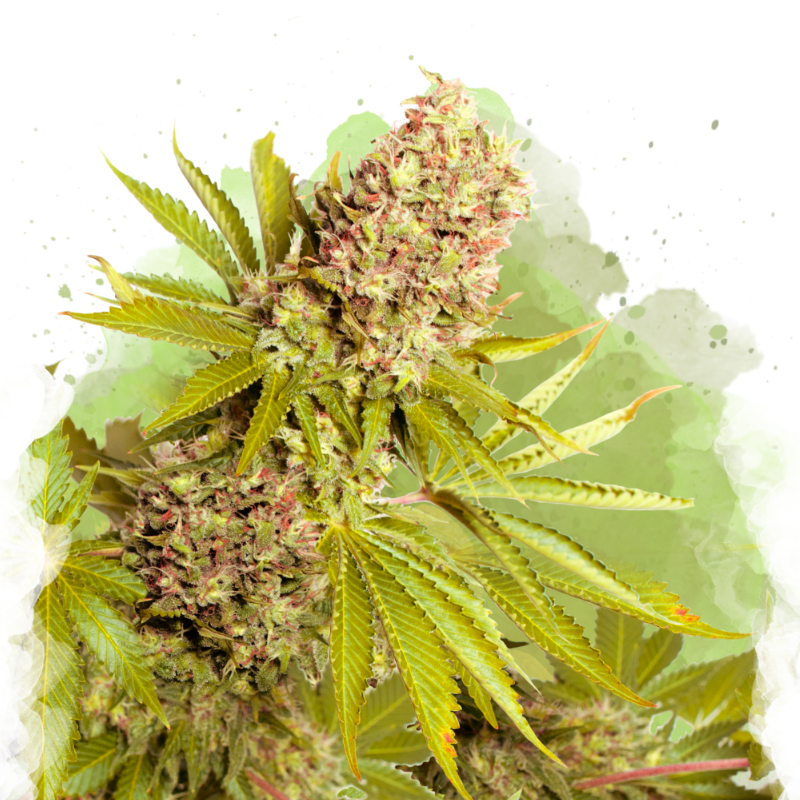 AK-48 Autoflower Seeds