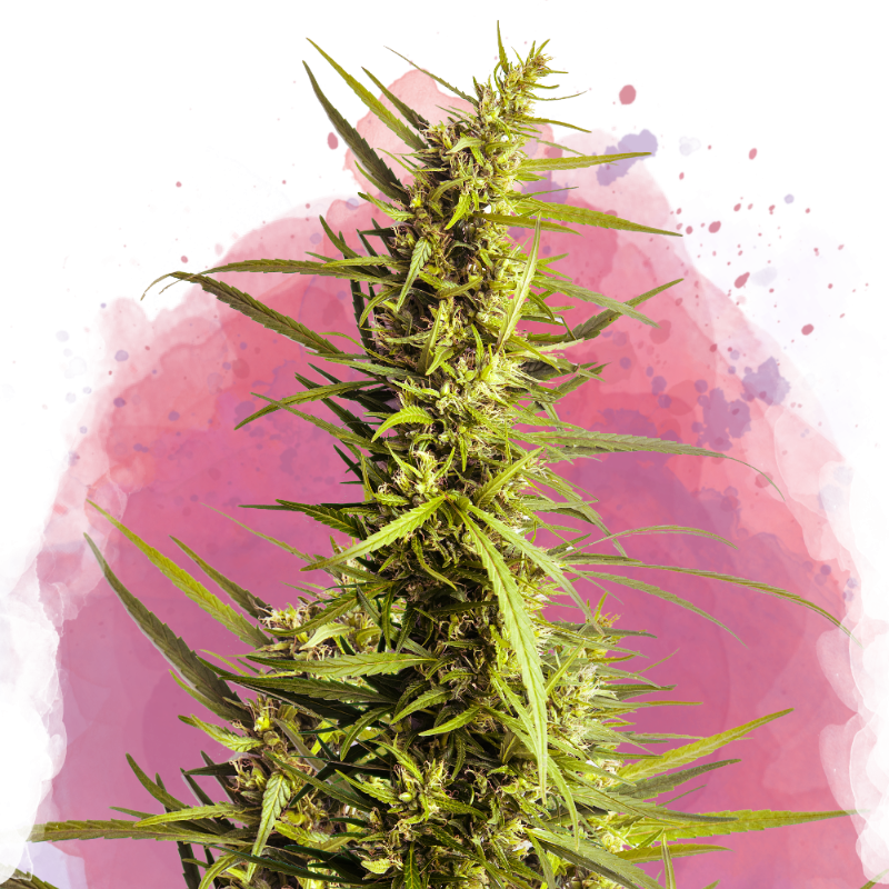 AK-48 Feminized Seeds