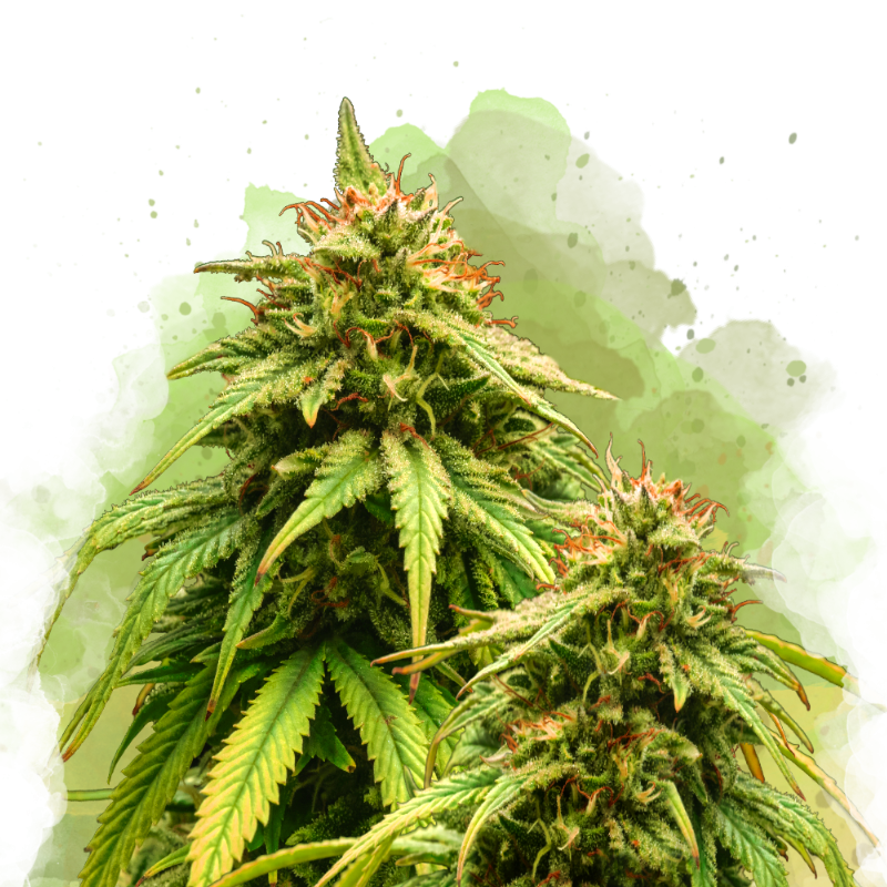 Amnesia Haze Autoflower Seeds