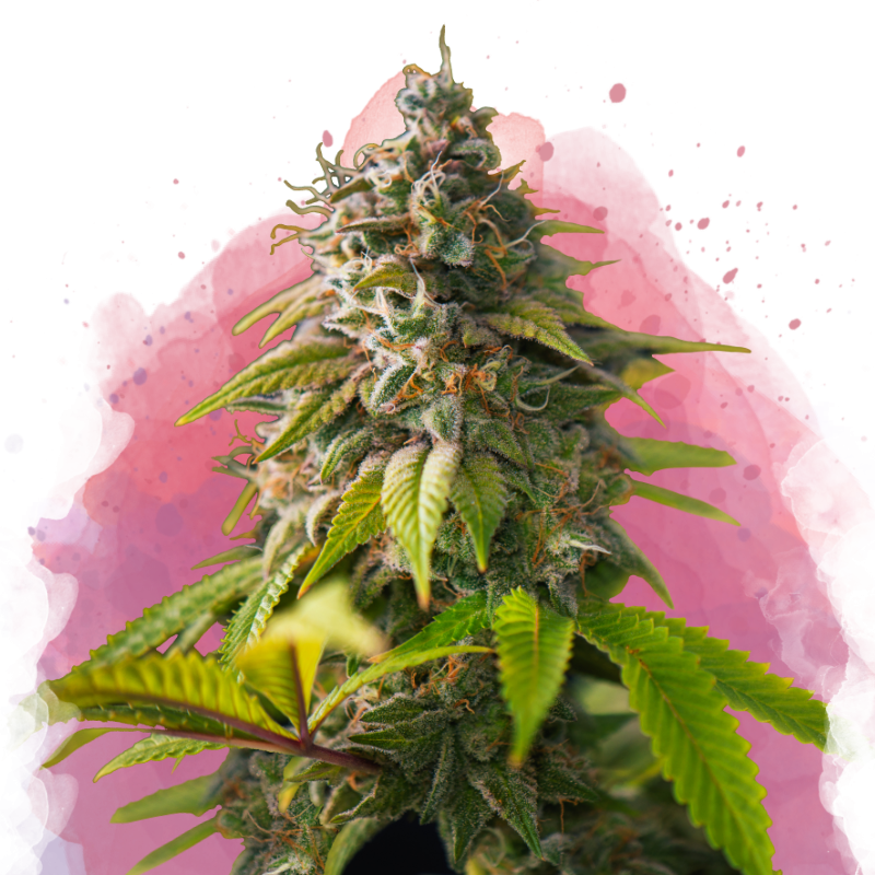 Amnesia Haze Feminized Seeds