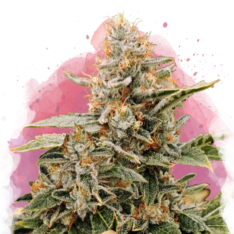 Apple Fritter Feminized Seeds