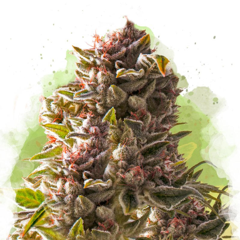 Aurora Indica Autoflower Seeds
