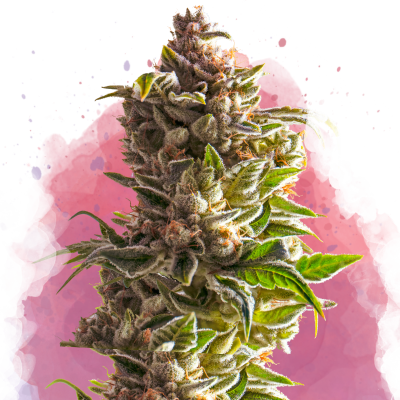 Aurora Indica Feminized Seeds