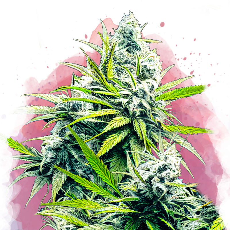 B-52 Feminized Seeds