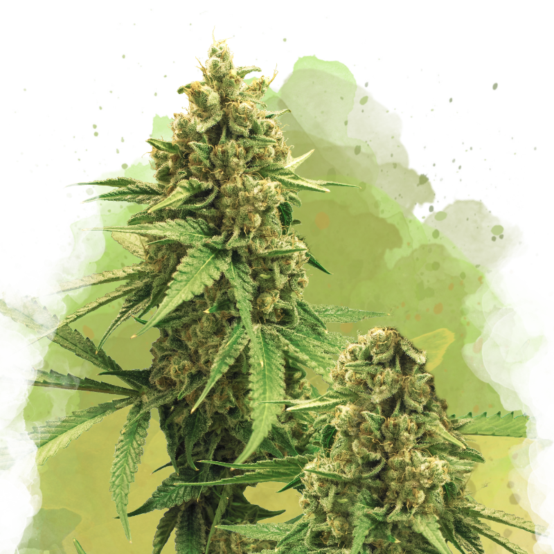 Big Bud Autoflower Seeds