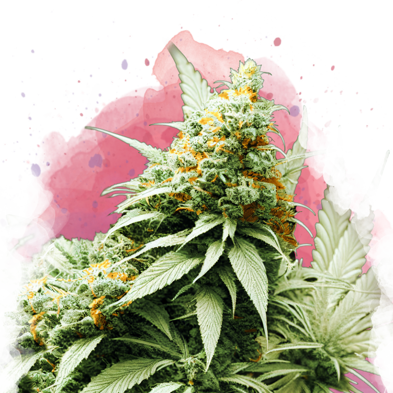 Big Bud Feminized Seeds