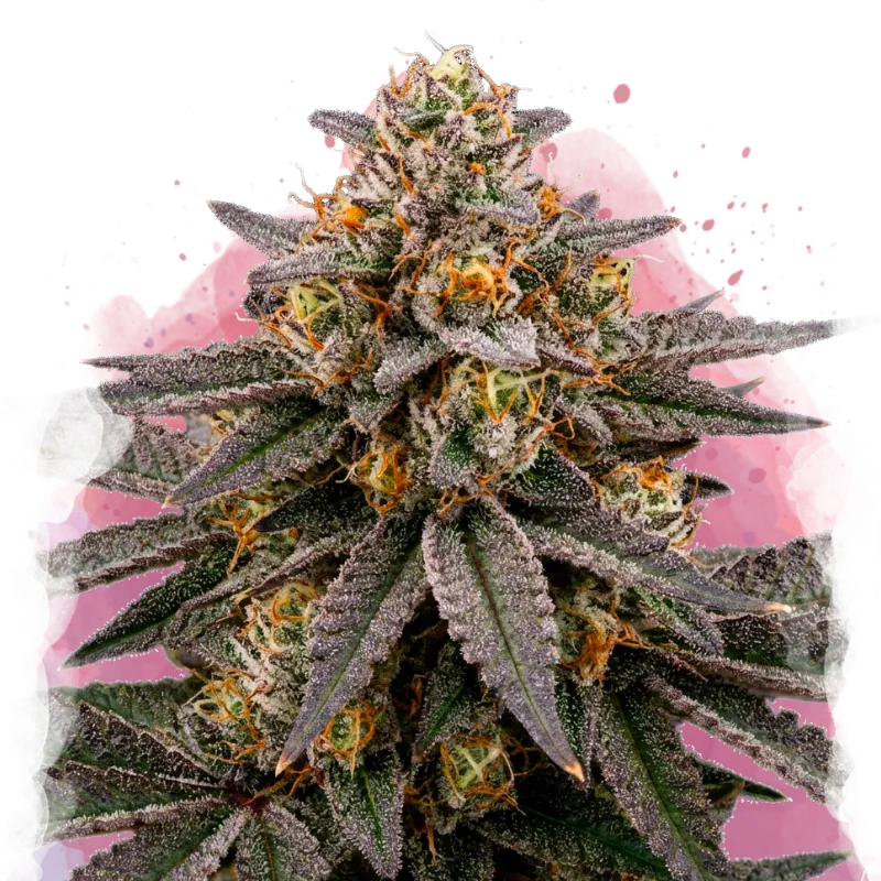 Biscotti Feminized Seeds