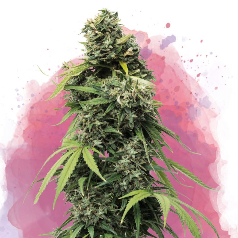Black Widow Feminized Seeds