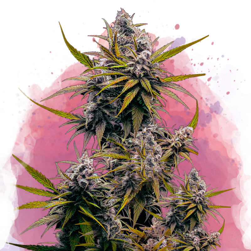 Blackjack Feminized Seeds
