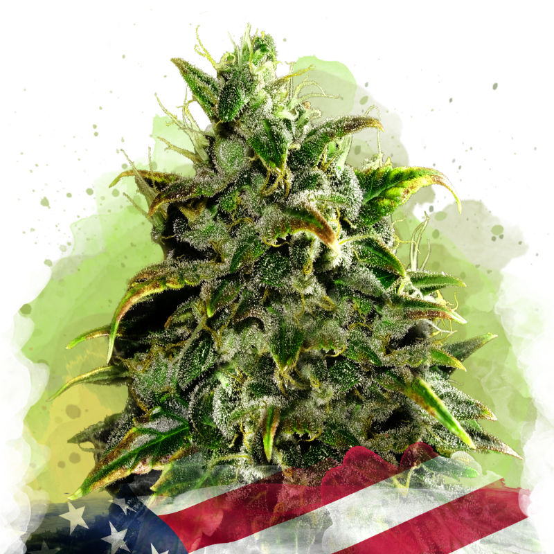 Blue Dream Autoflower Seeds