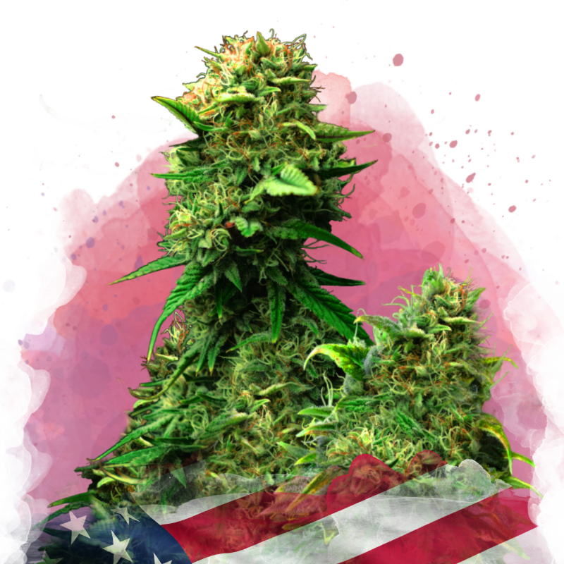 Blue Dream Feminized Seeds