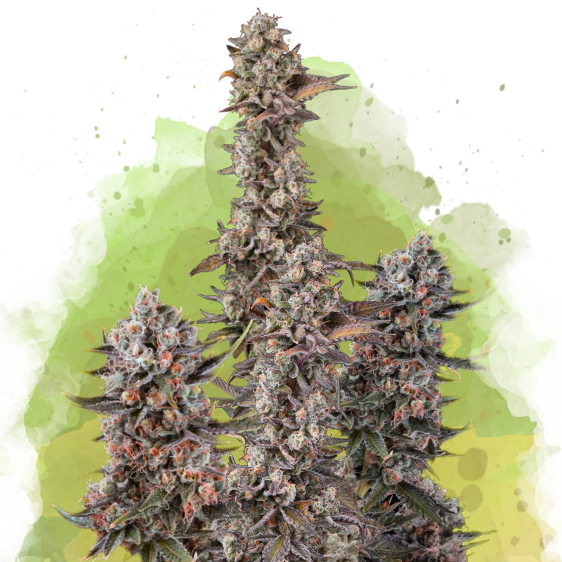 Blue Mystic Autoflower Seeds