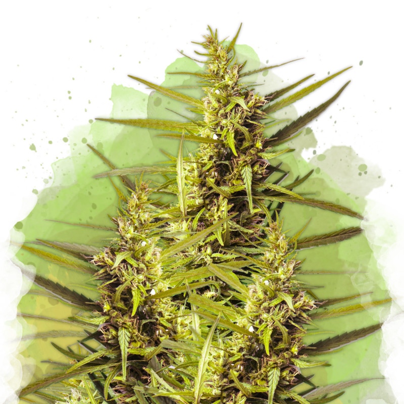 Blueberry Kush Autoflower Seeds